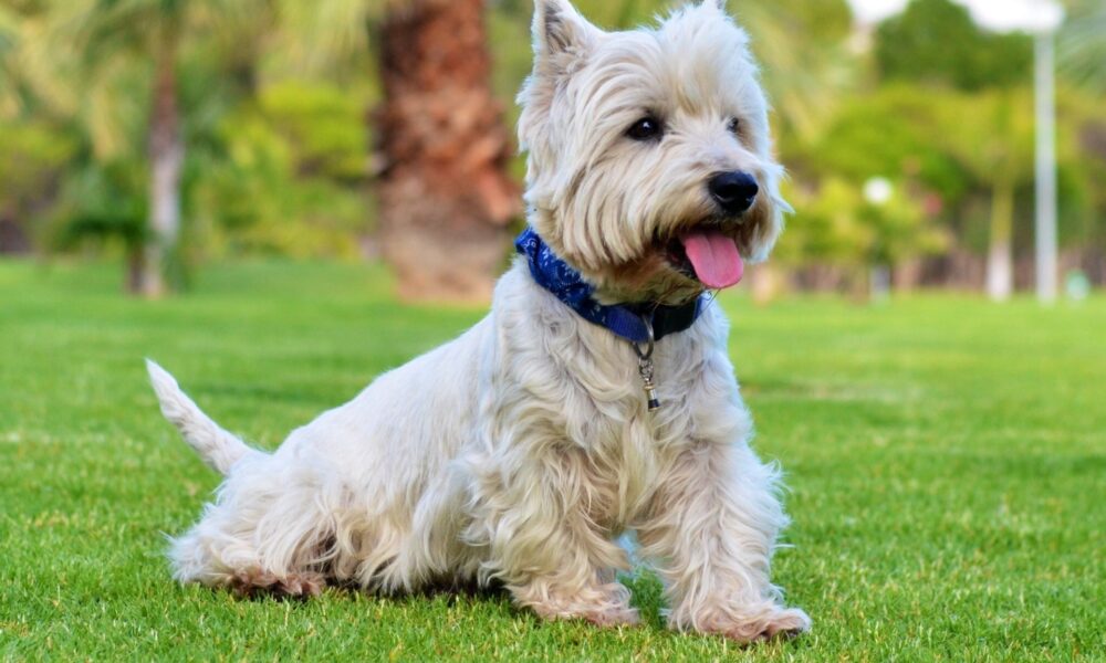 Seguros para mascotas en Colombia están en auge. Foto: Pixabay